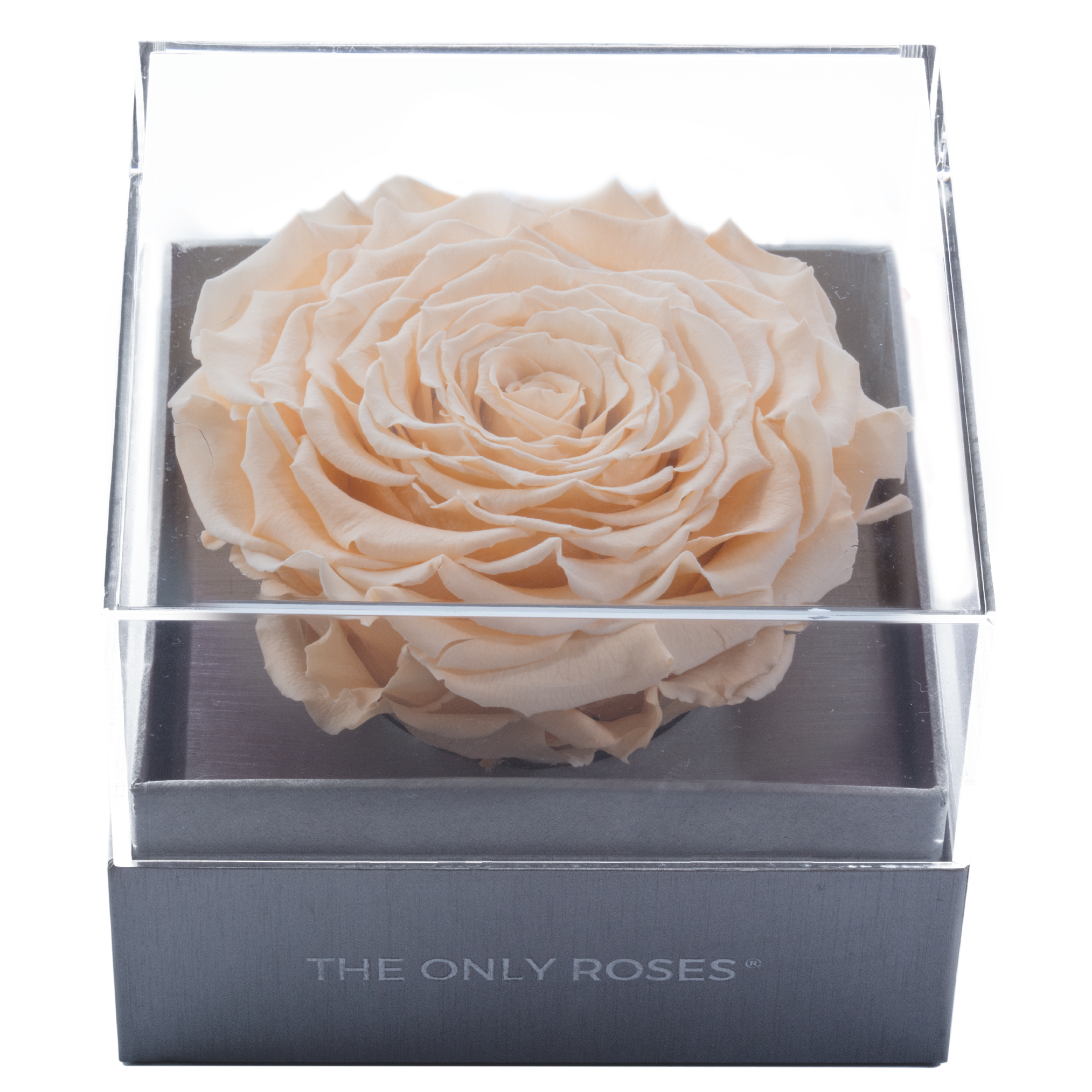 Peach Mega Preserved Rose | Crystalline Rose Box