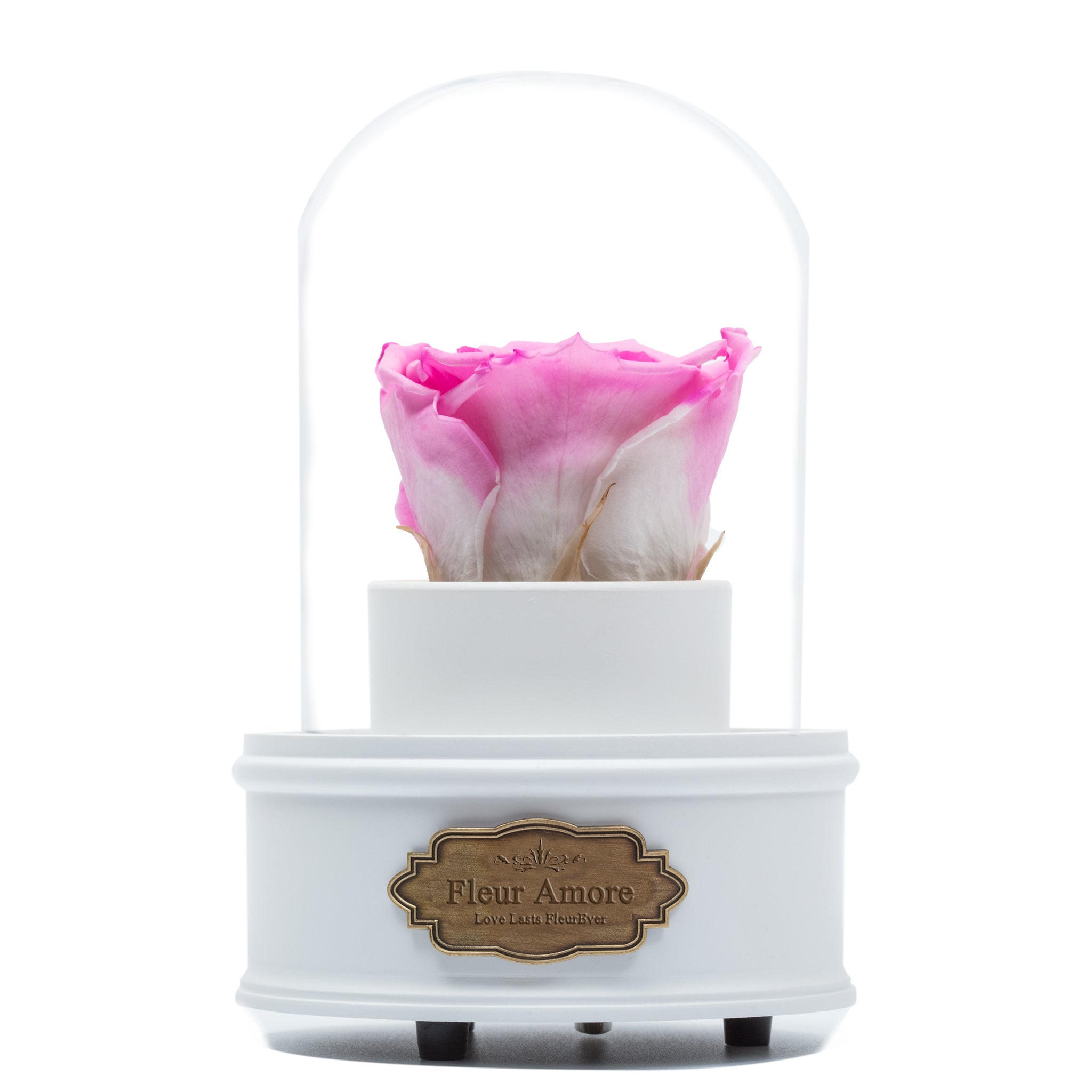 PINK PRESERVED ROSE|THE ONLY REGULAR WHITE MUSIC GLOBE