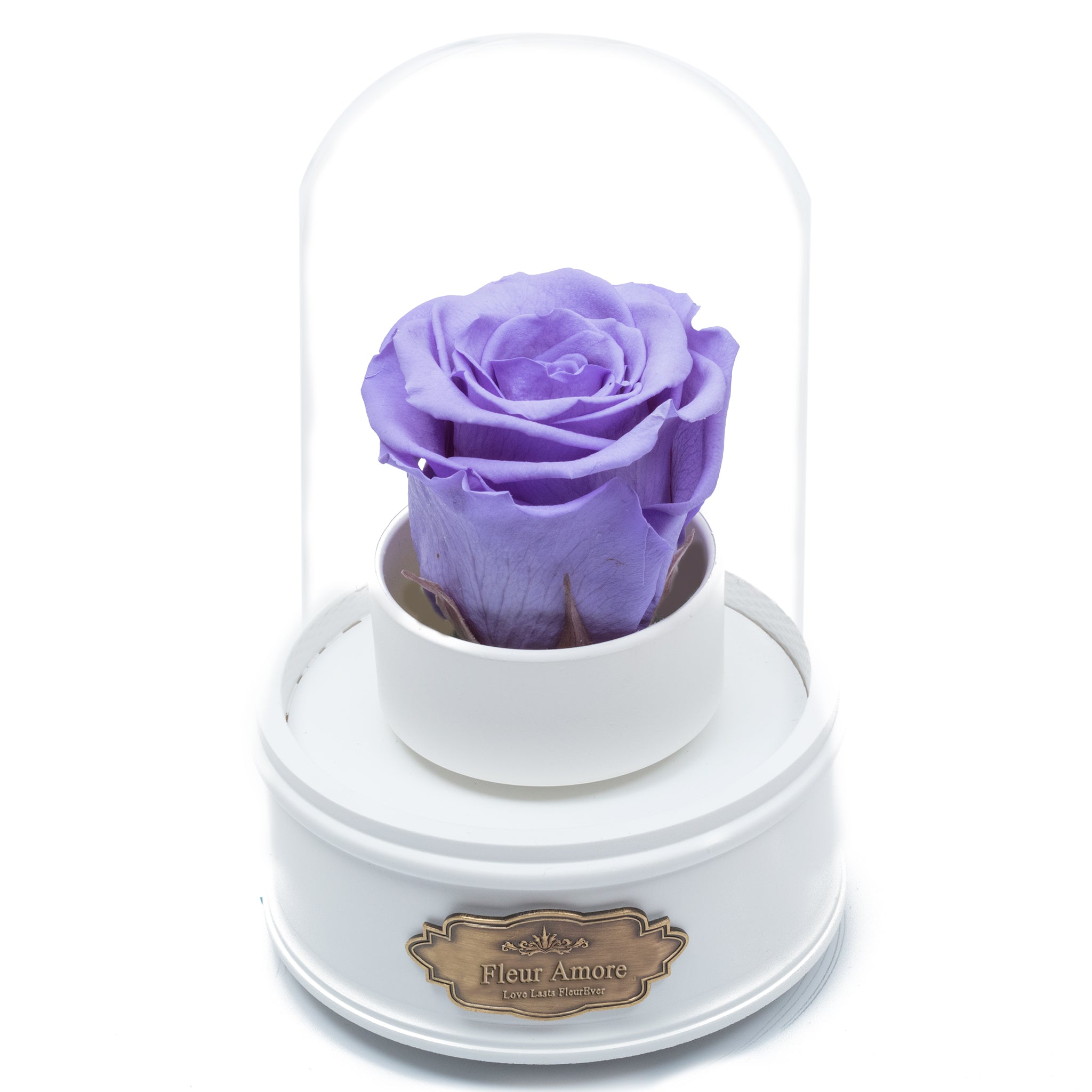 PURPLE PRESERVED ROSE|THE ONLY REGULAR WHITE MUSIC GLOBE