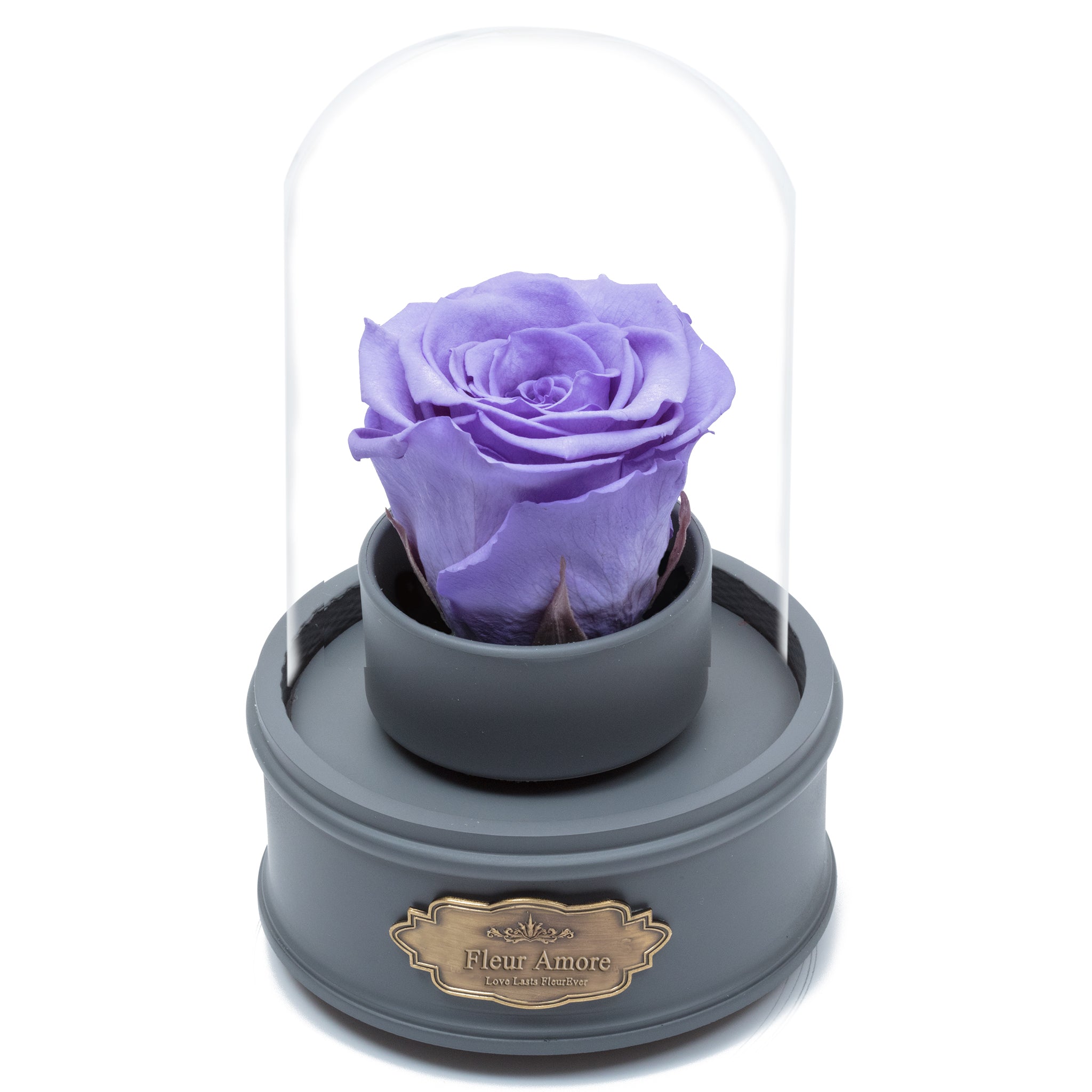PURPLE PRESERVED ROSE|THE ONLY REGULAR GREY MUSIC GLOBE