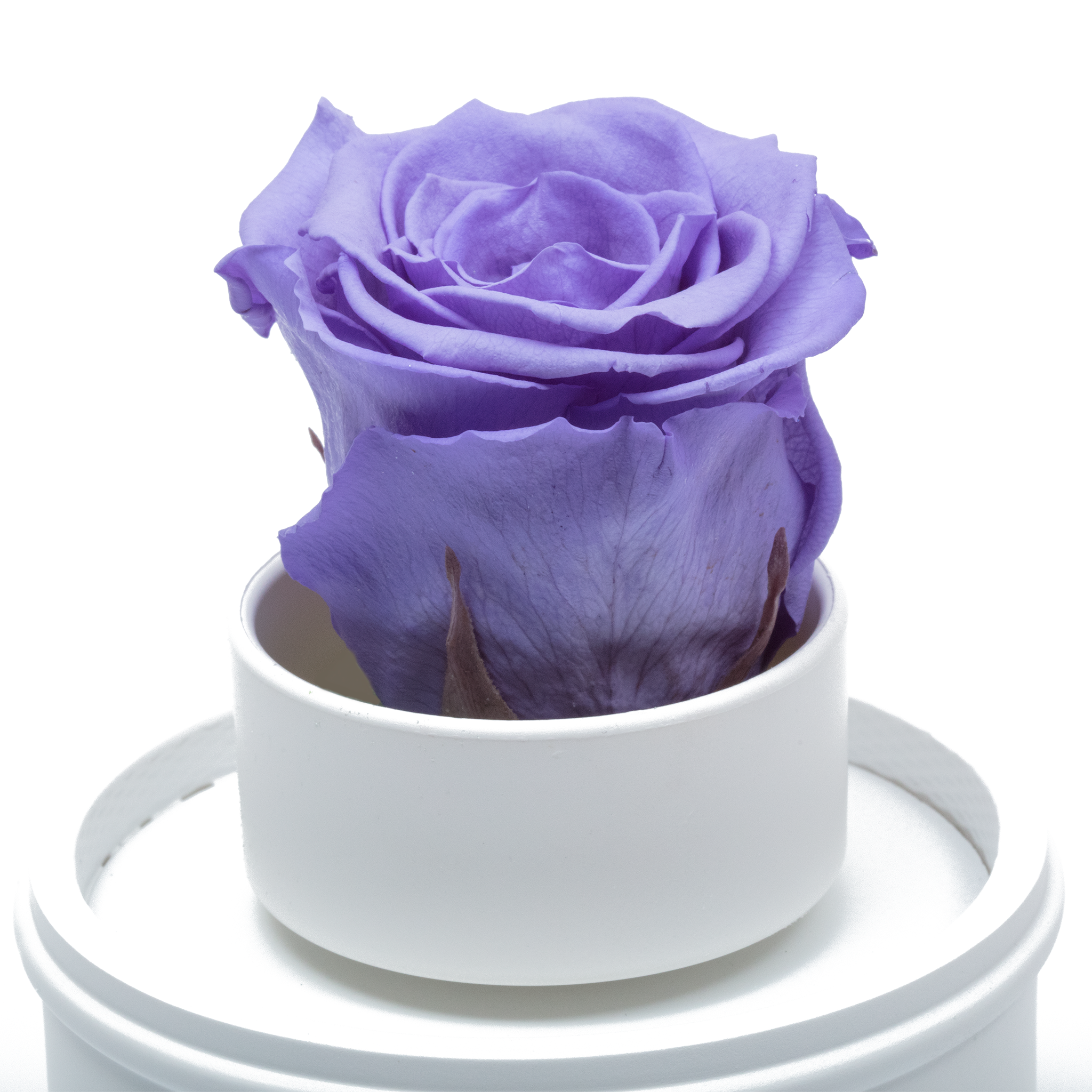 PURPLE PRESERVED ROSE|THE ONLY REGULAR WHITE MUSIC GLOBE
