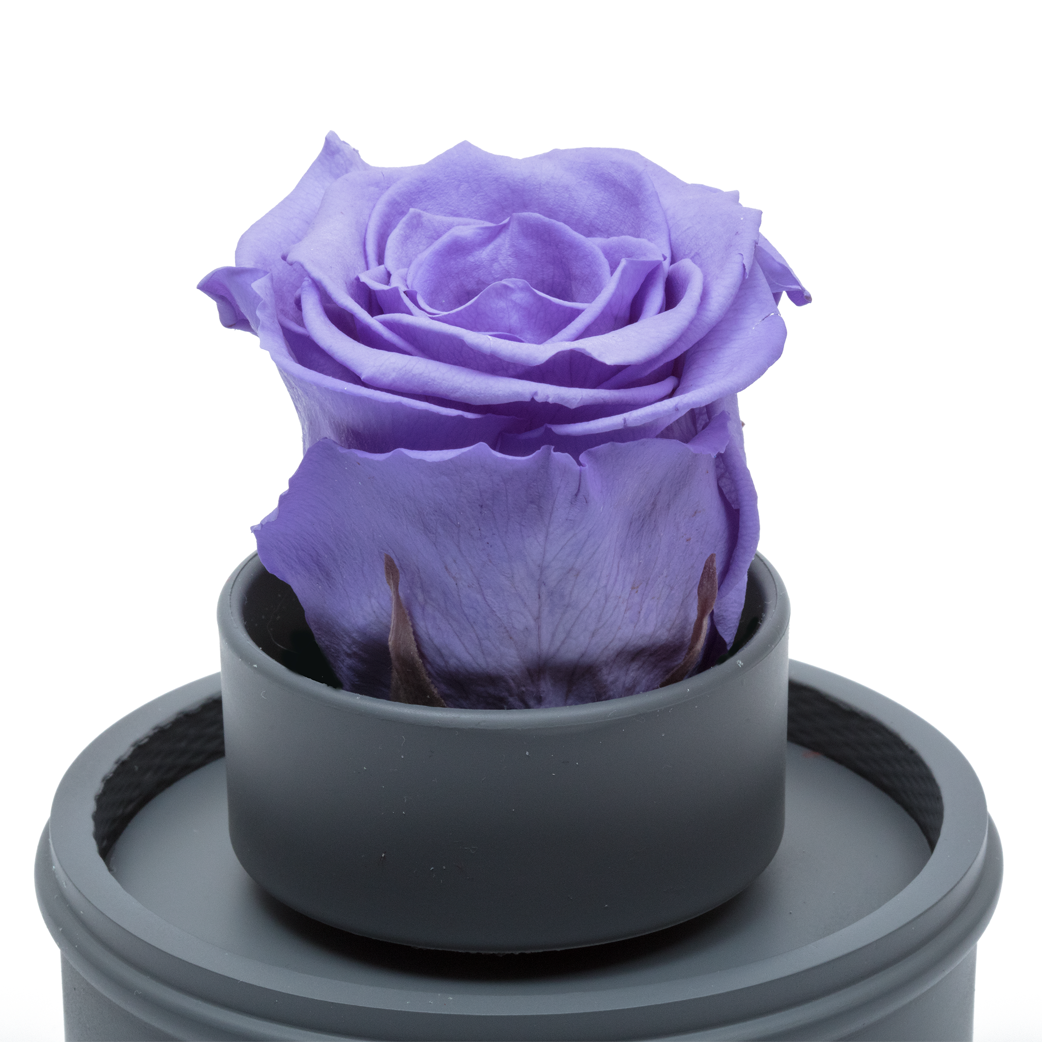 PURPLE PRESERVED ROSE|THE ONLY REGULAR GREY MUSIC GLOBE