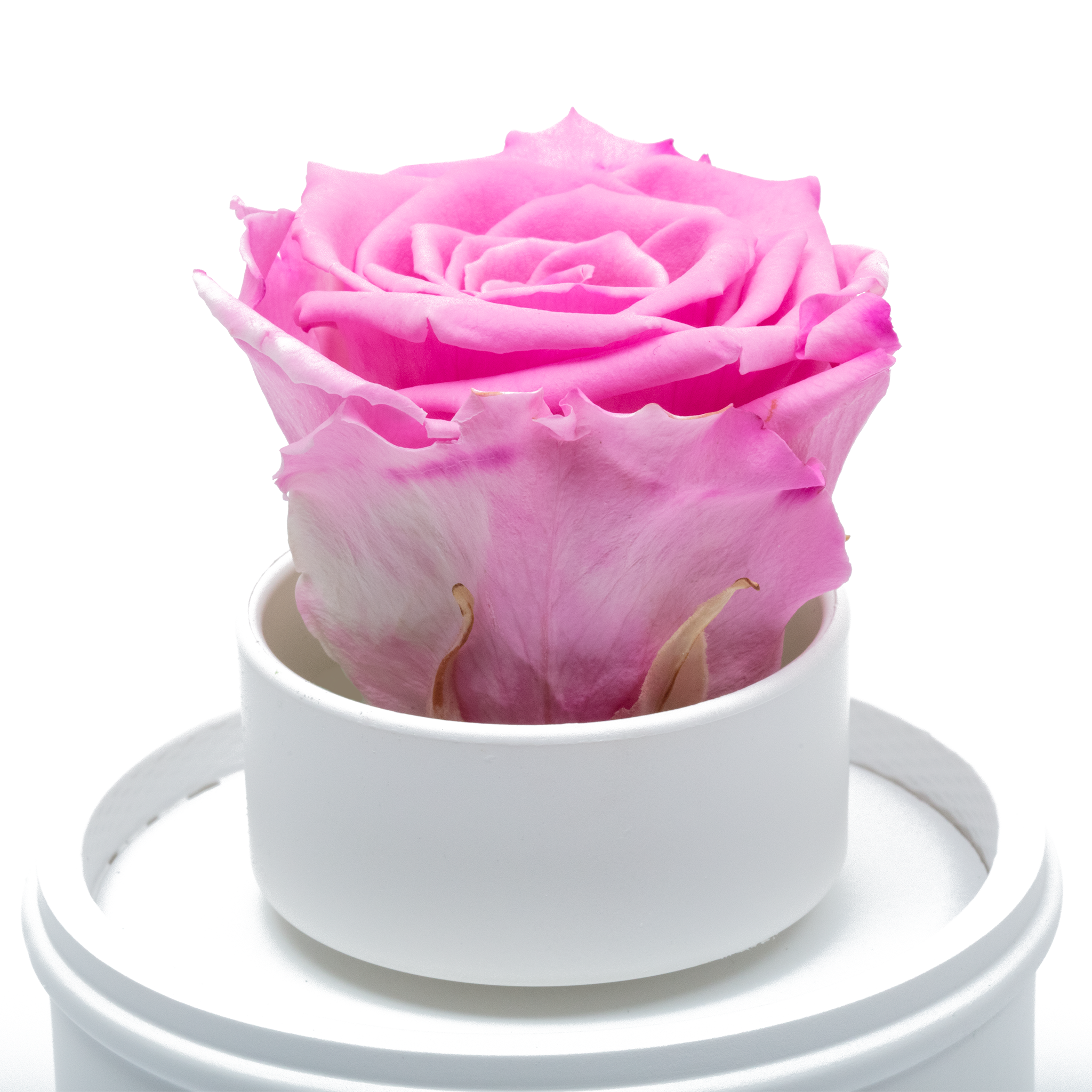 PINK PRESERVED ROSE|THE ONLY REGULAR WHITE MUSIC GLOBE
