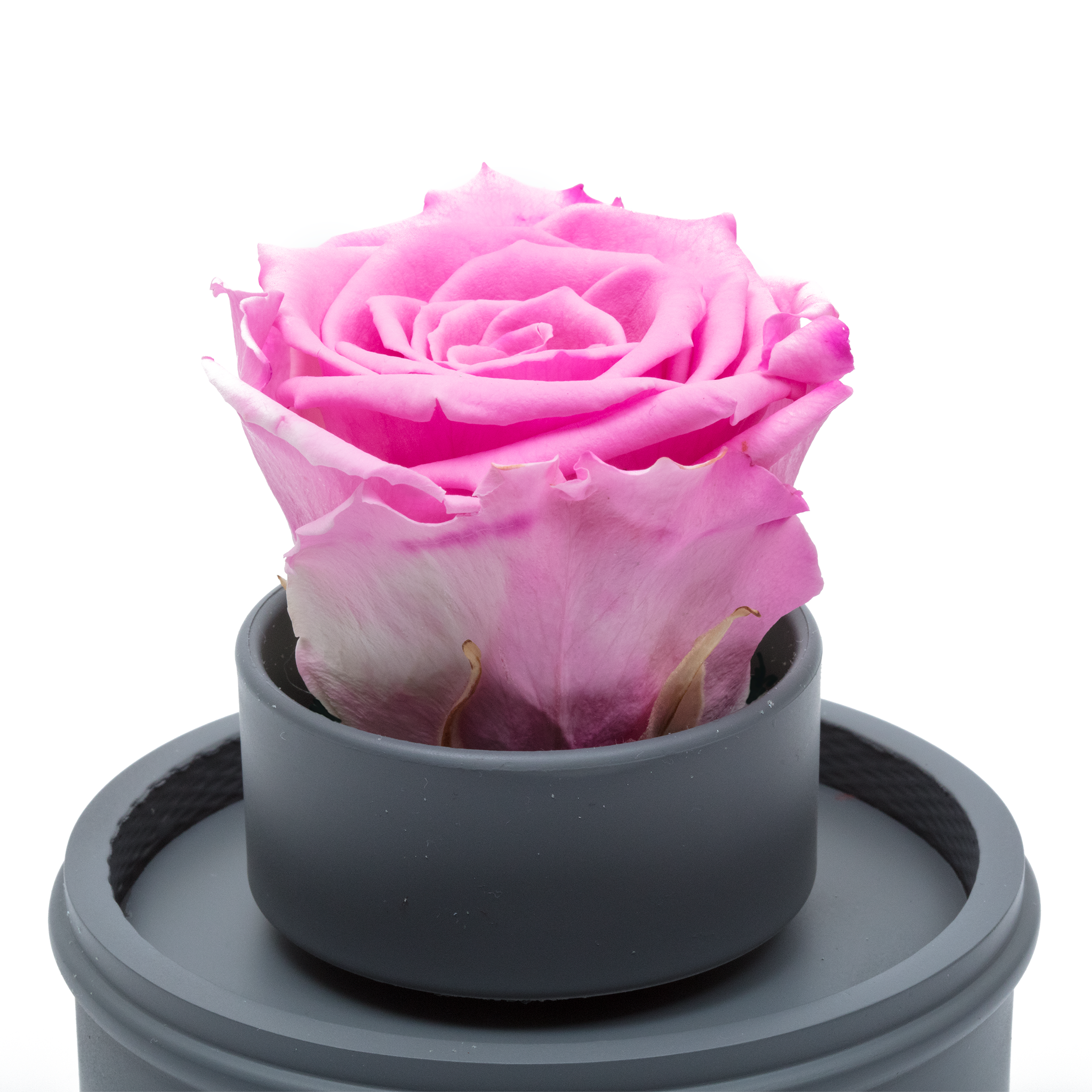 PINK PRESERVED ROSE|THE ONLY REGULAR GREY MUSIC GLOBE